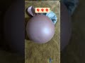 هيك كانت وهيك صارت ترند Tiktok تيك توك سنافري الصغار هيك كانت وهيك صارت ترند Tiktok تيك توك سنافري الصغار