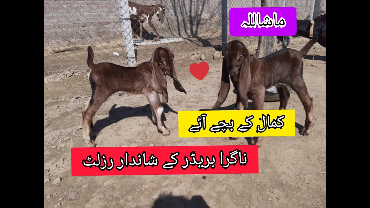 MashahAllah Breeder ka shandar result YouTube