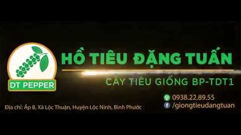 DT Pepper | Giống Tiêu Đặng Tuấn Vs Tiêu Vĩnh Linh | Chùm Tiêu Dài 20cm | BP-TDT1