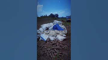 apa kabar harga singkong? semangat petani