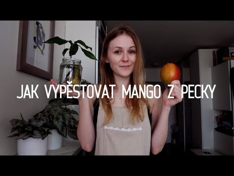 Video: Jak Zasadit Mango