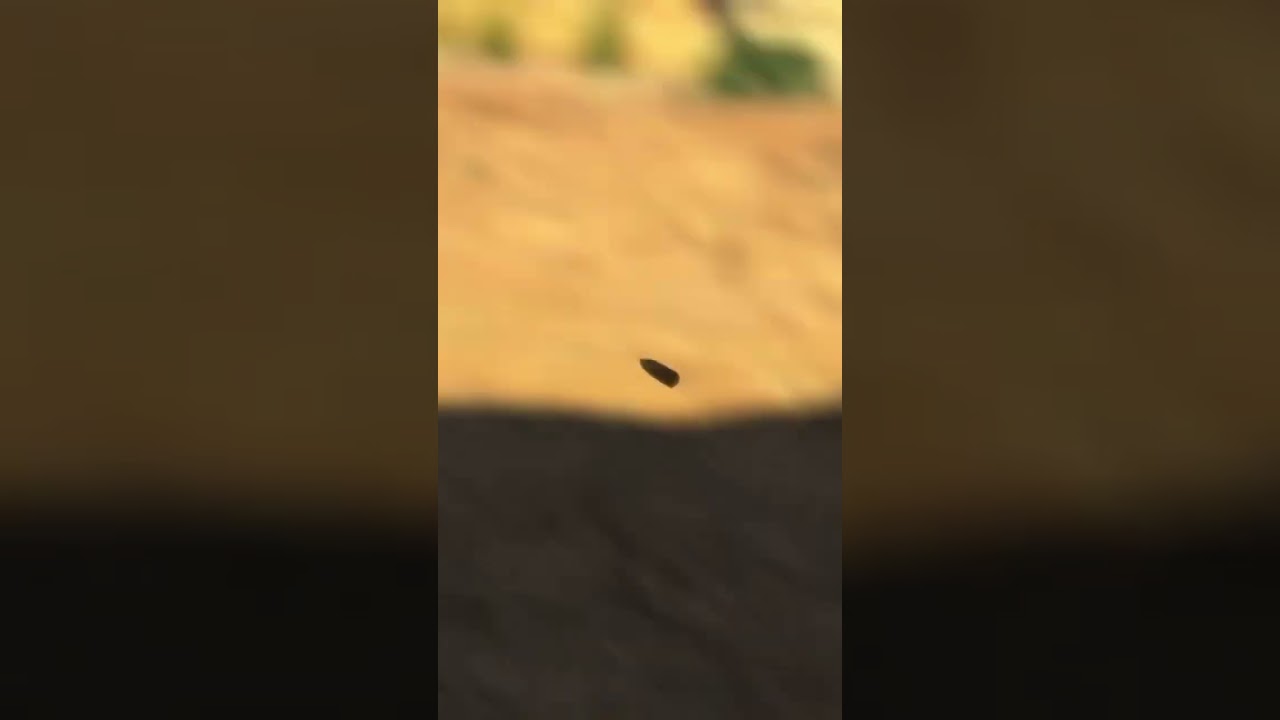 Sniper Elite 3. Siwa Oasis. 