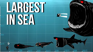 Largest Living Creatures in the Sea | Bloop is Biggest?
