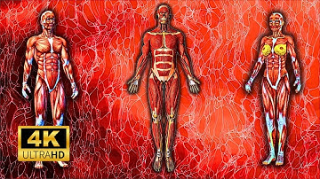 Het spierstelsel uitgelegd in minder dan 4 minuten!