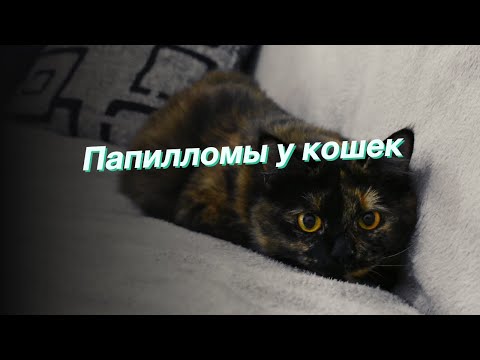 Видео: Вирус бородавки у кошек