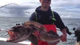 Ling cod jigs work great! Check out some of the Lingcod catches from this season