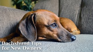 Dachshund Care: Essential Tips for New Pet Owners