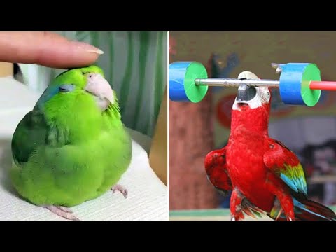 видео: Smart And Funny Parrots Parrot Talking Videos Compilation (2023) - Cute Birds #25