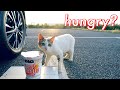 夜明けのカップヌードルと自営猫｜Cup Noodle and stray cat at dawn｜4K
