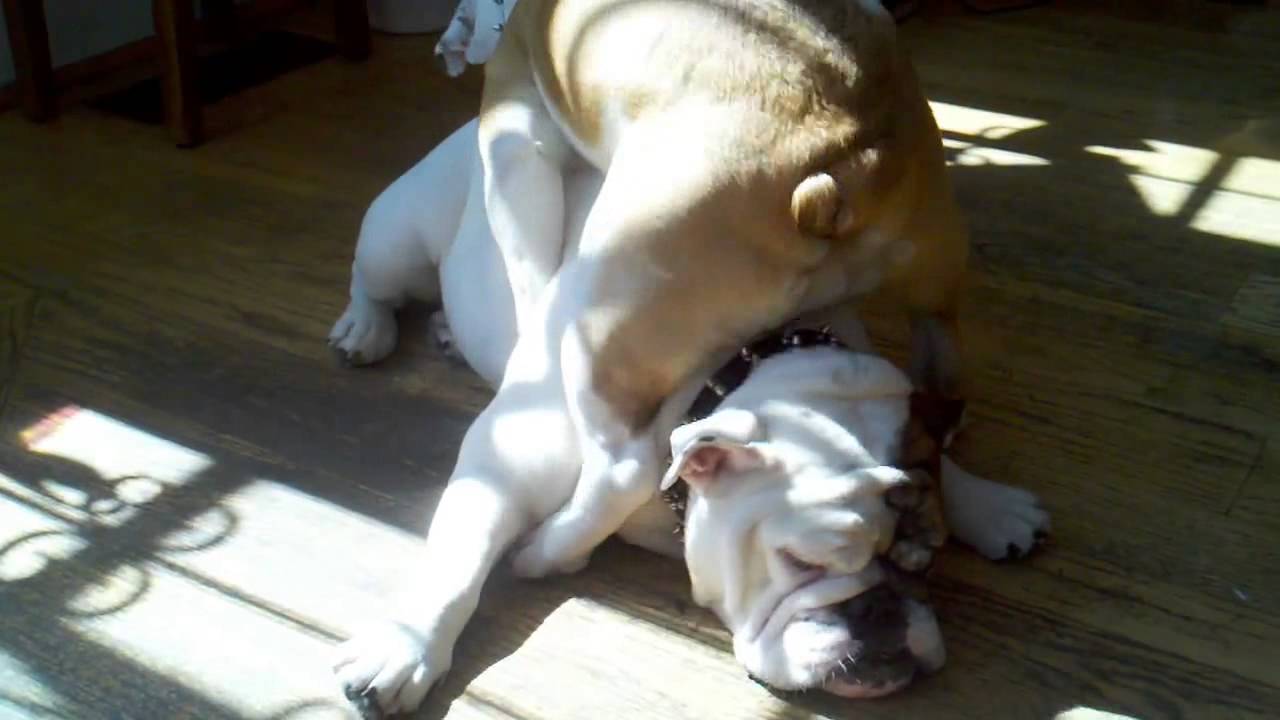 Resultado de imagen para bulldog humps