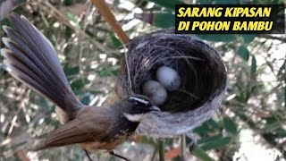 cara mudah menemukan sarang burung sikatan kipas di alam liar