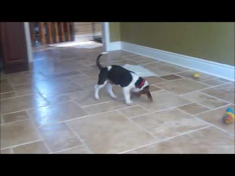 beagle-puppies-playing-(10-weeks)