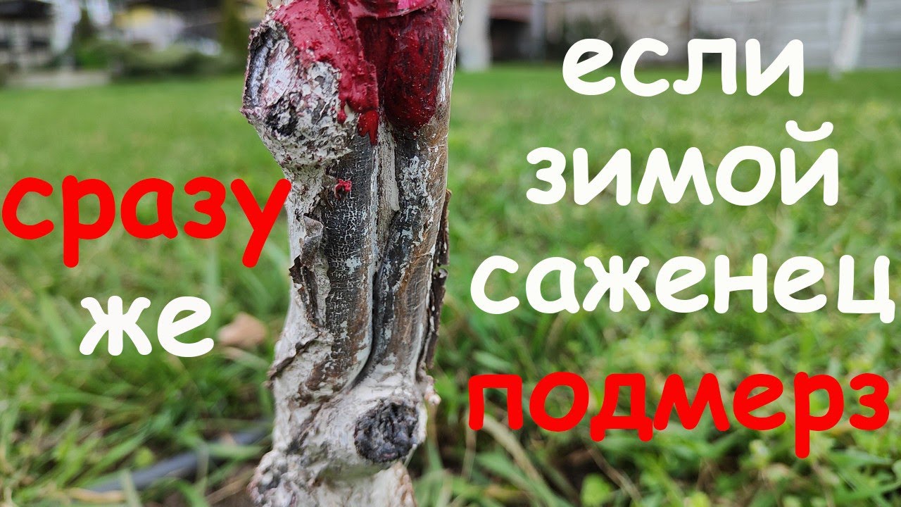 Что делать ЕСЛИ ПОДМЕРЗ САЖЕНЕЦ