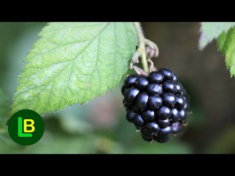 Video: Bobice Slične Kupini: Crni Otrovni Cvijet I Dugi Dudovi, Druge Biljke Poput Kupina