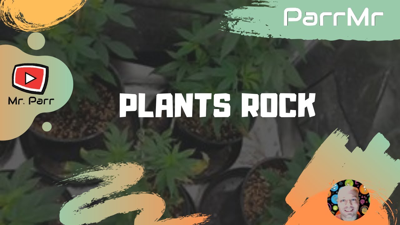 Grade 2222 Diversity of Life Lesson 22.2222 Plant Kingdom - MS PALMER