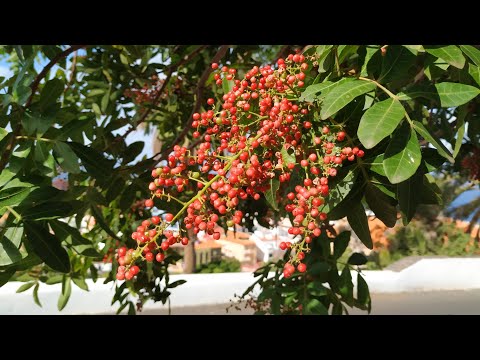 Video: Schinus - Biber Ağacı