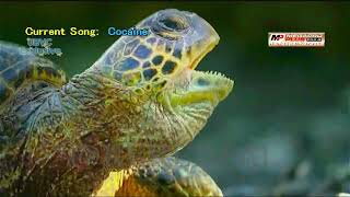 Cocaine - Eric Clapton || Megapro plus midi karaoke  screenshot 4