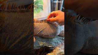 Peeling Dry Skin Off My Lizard’s Back 🦎  #reptiles #shedding #lizard #asmr