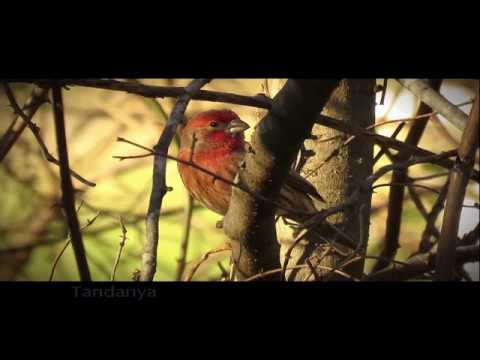 Burung Kutilang Ciptaan Ibu Soed Lagu Anak Indonesia Youtube