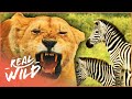 Nail-Biting Near-Death Animal Escapes | Deadly Games | Real Wild