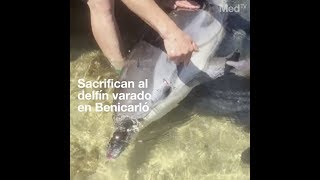 Sacrifican al delfín varado en la playa de Benicarló
