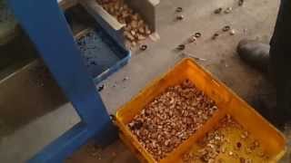Cashew Cutting Line