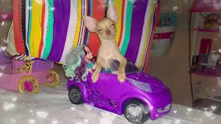 Memorias de Perro Chihuahua | Puchiss Valentino