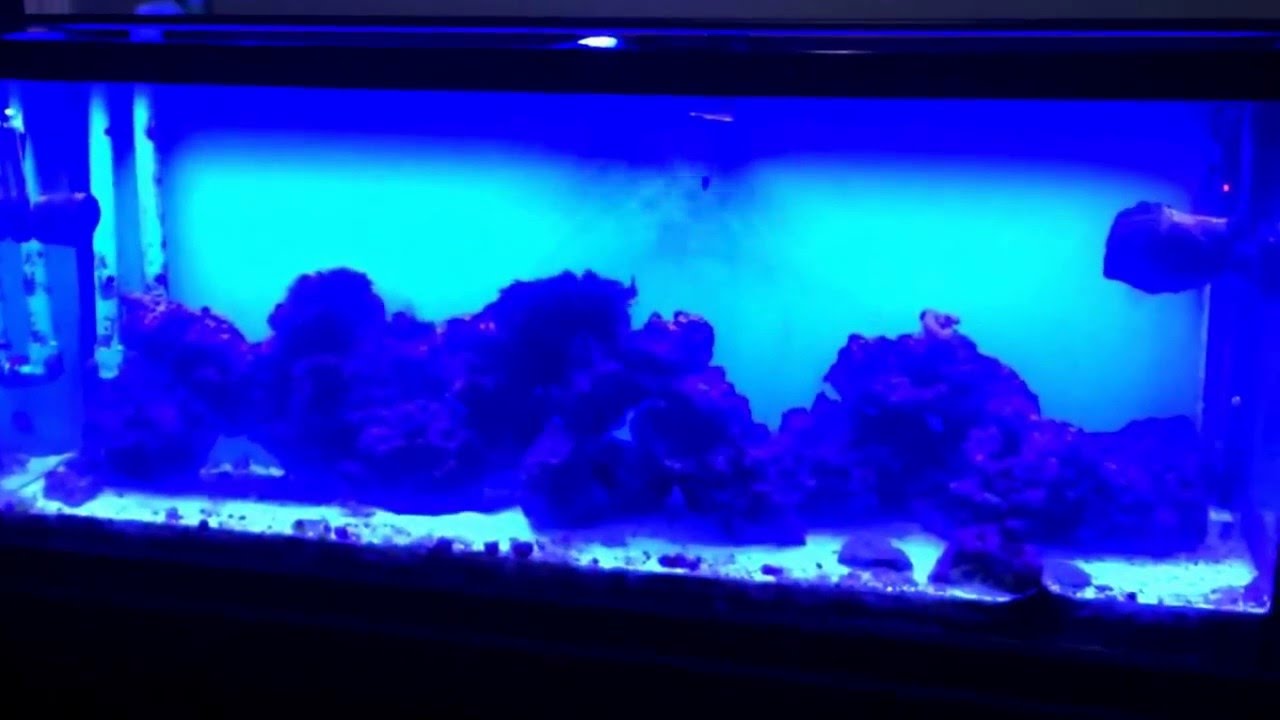 Saltwater reef tank!!!! Carbon/vodka dosing Day 13 YouTube