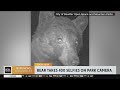 Bear in Colorado takes selfies with wildlife cam
