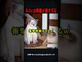 猫には刺激が強すぎるドッキリw