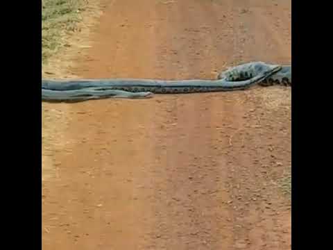 Cobra sucuri no cio sendo disputada por machos atravessa estrada