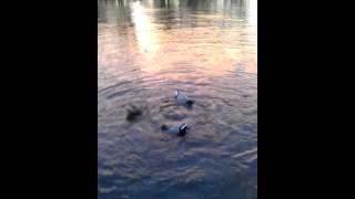 Mallard machine