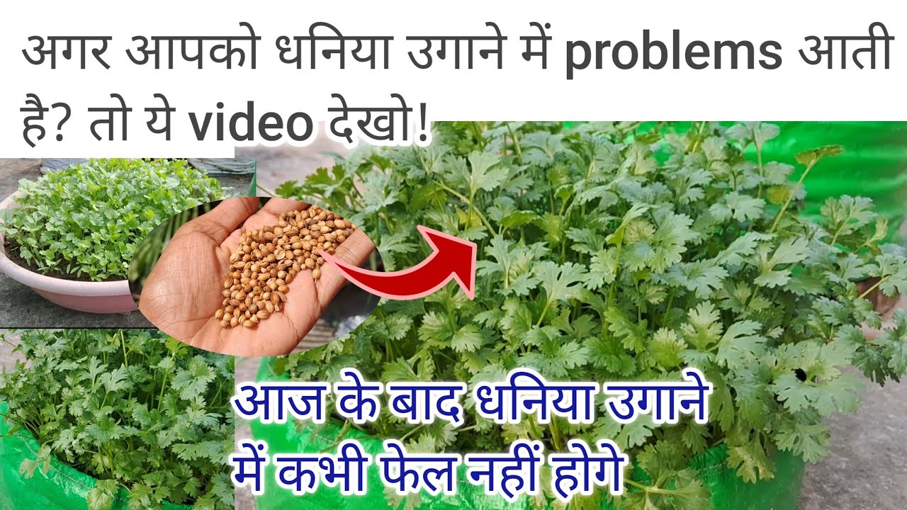 " Dhaniya nahi Ugta ? ये Easy तरीका अपनाए || How to grow coriander at home pots 