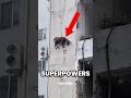 Top 5 Creatures With Real-Life SUPERPOWERS  💀 #AnimalSuperpowers #NaturePowers