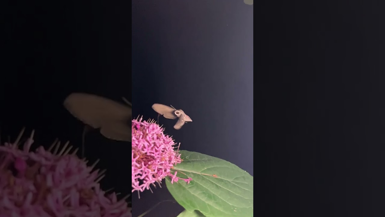 Moth Moro Sphinx - Sphinx colibri - Macroglossum stellatarum 