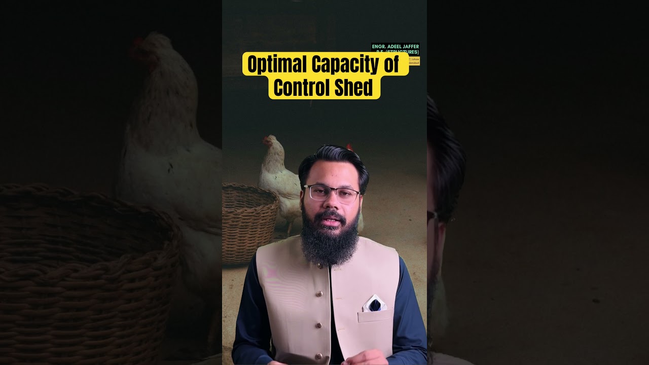 What's the Most Optimal Size for a poultry Control Shed? | Area Requirements Explained