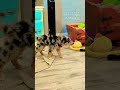 Moka in trouble #puppy #adorably #pets #australianshepherd