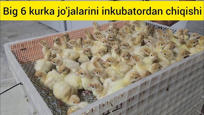 Mishel Wild Sandra Russo onlayn Mushuk ustida porno kamming