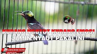 Kurang Gacor Kurang Emosi Kurang Ngotot Wajib Pakai Terapi Konin Ini Jamin Nyaut Jadi Gacor