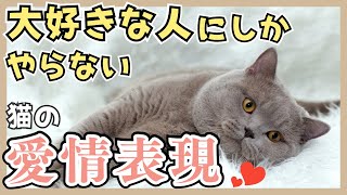 【好かれてる証】猫が大好きな人にしかしない、愛情表現♡