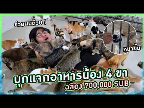 บริจาคอาหารแมว7 ล้านเม็ด ฉลอง 7แสนซับ #ทาสแมวต้องมา