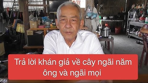 Trả lời khán giả về cây ngãi năm ông tía và cây ngãi mọi