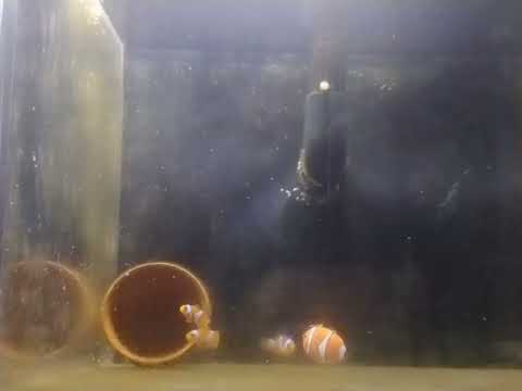 Clownfish aggression