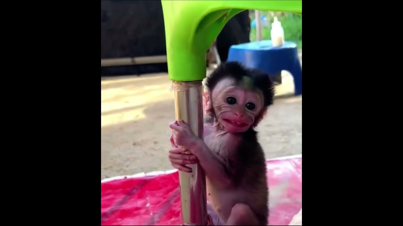 Adorable baby long tail monkey! Pray it gets free from abusive owner 