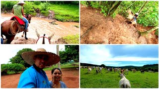 PRIMEIRA LIDA COM O GADO DO ANO| MUITO BARRO!