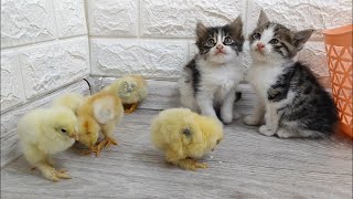 Cute kitten's and chick's are playing together ♥