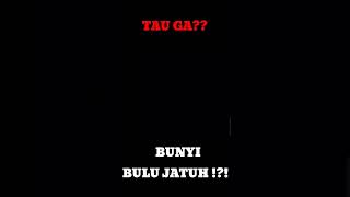 Download Lagu BUNYI BULU JATUH?? || Ngakak.com#0001 MP3 Download Lagu BUNYI BULU JATUH?? || Ngakak.com#0001 MP3