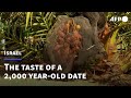 What does a 2,000 year-old date taste like? | AFP