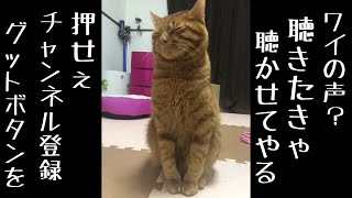 猫　鳴き声