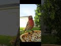 Early morning feeds ❤️ #birds #birdwatching #nature #birdlovers #cute #animals #birds #nature